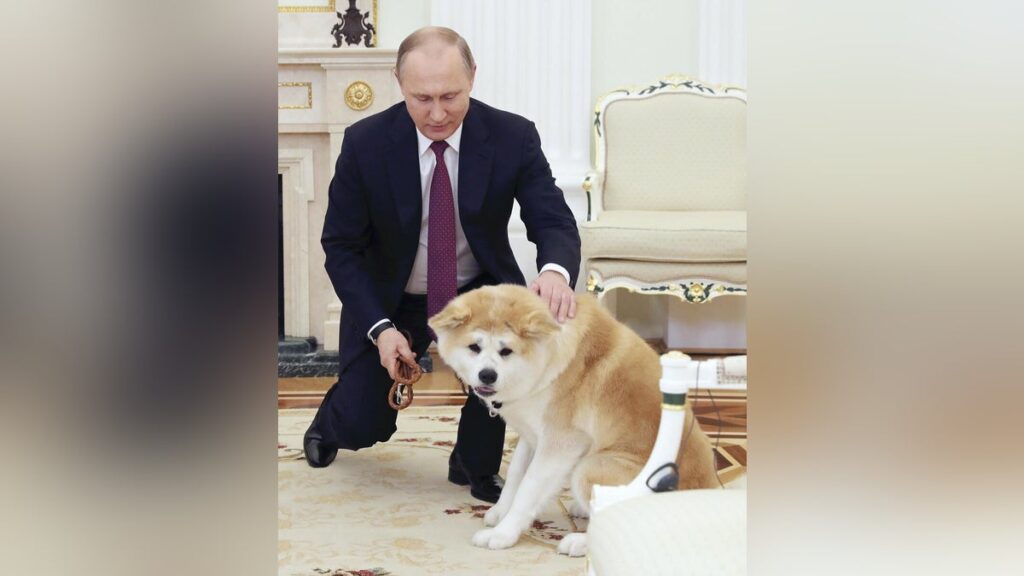 プーチン大統領に贈られた秋田犬「ゆめ」死ぬ、１３歳…大統領府「高齢のため」 - …